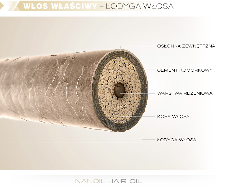 Włos właściwy - łodyga włosa
